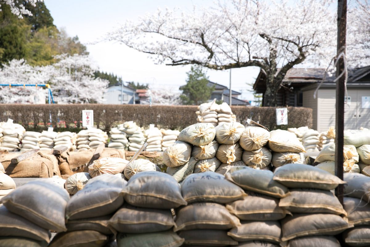 湯田川の芽出し作業～お米の産湯