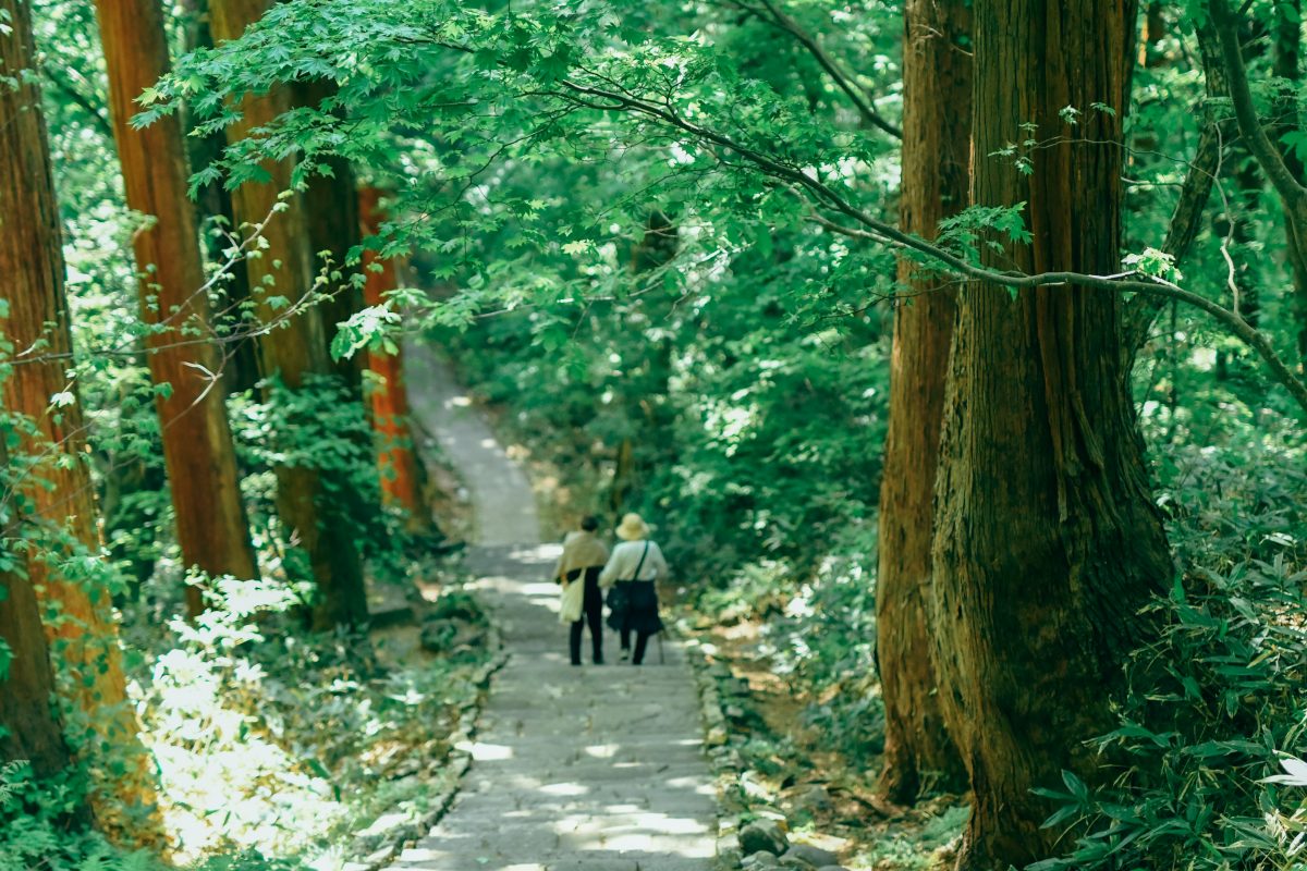 新緑の羽黒山へ