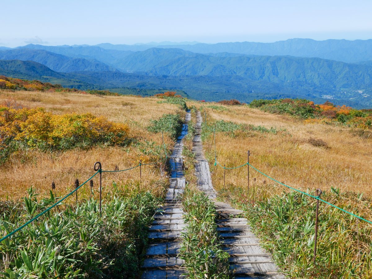 月山　弥陀ヶ原の湿原