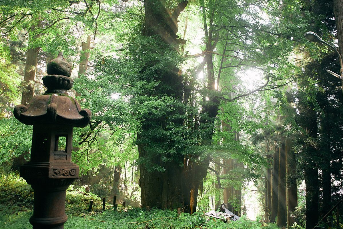 夏旅キャンペーンのご案内