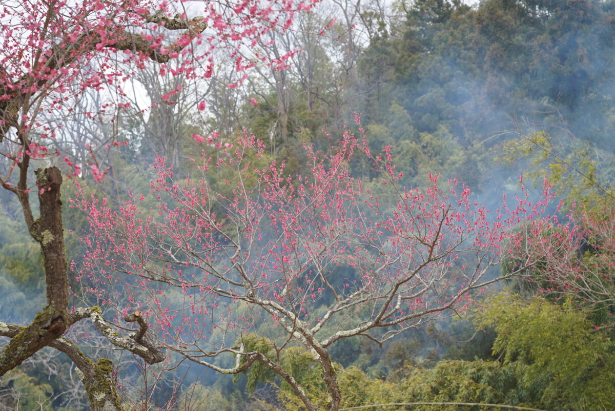 湯田川温泉梅まつり【令和8年3月28日(土)・29日(日)開催】