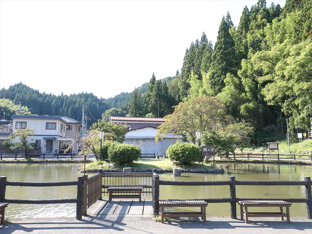 湯田川温泉 鯉が池に新たな鯉が仲間入り!